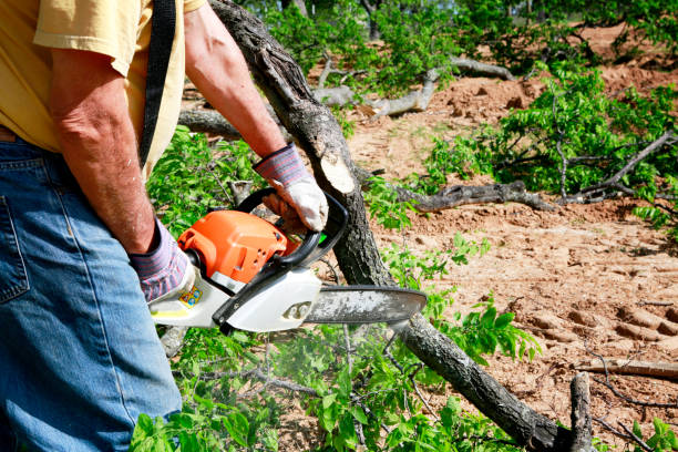 Professional Tree Service in Frankfort, MI